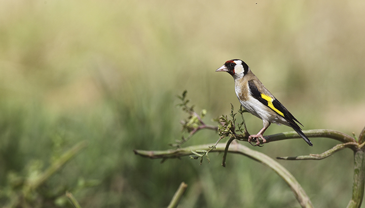 Oiseaux, faune et flore du bord de mer à Chef de Baie